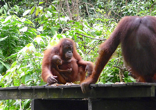 These orangutans were seen at the Sepilok Orangutan Rehabilitation Centre. Sadly, many of those in the remaining areas of rainforest will not survive…